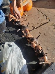 Chihuahua puppies 6wks old!! Ready for new homes!!