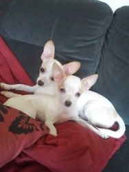 Chihuahuas 2 boys