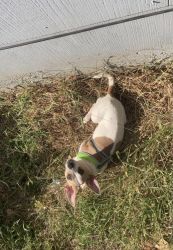 Chihuahua pup “Cash”