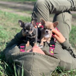 HOME RAISED CHIHUAHUA PUPPIES FOR REHOMING