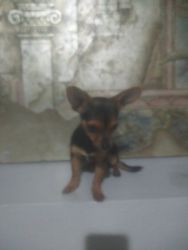 Chihuahua cur 14wks blk br