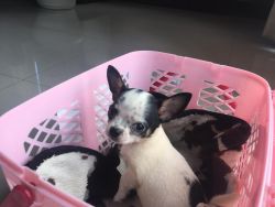Chihuahua male pup of two months old for sale