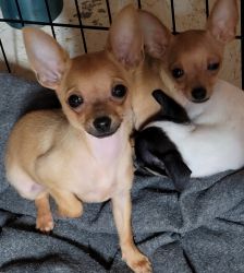 Chihuahua puppies for Christmas