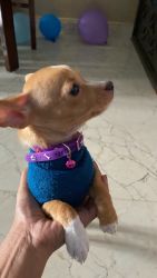 Chihuahua male puppy