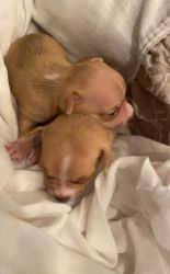 Chihuahua Puppies For SALE!