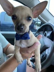 Chihuahua Needs a Forever Home!