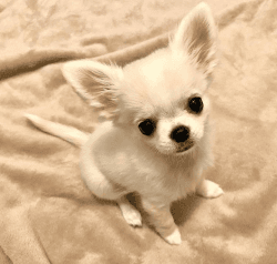 Cute White Chihuahua