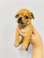 Cutes Chihuahua Puppies for sale / Adopt USA Washington [Dogs]