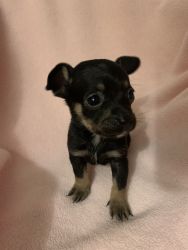 Chihuahua puppies looking for there forever homes!