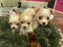 3 Adorable Long Haired Apple Head Chihuahua puppies
