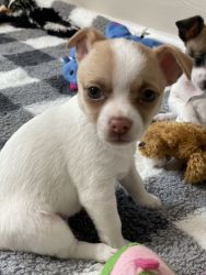 Chihuahua Mix Puppies