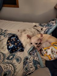 Sweet couple of chihuahuas, always been together 4-5 yrs old