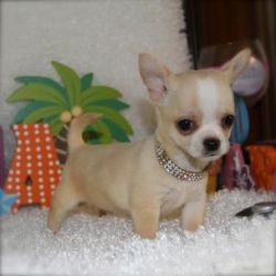 Teacup Chihuahua Puppies Boys and Girls