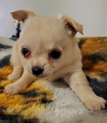 Gorgeous longhaired cream male chihuahua