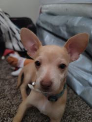 Chihuahua puppy needs a new home