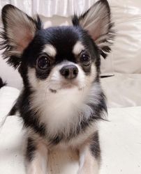 Male and female Chihuahua puppies available