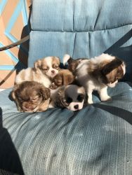 Chihuahua Shihtzu puppies for sale