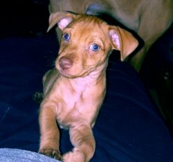Miniature Pinscher Chihuahua ready for a new home