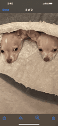 Chihuahua Twins