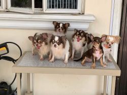 TrustDogSales Chihuahua Pups For Sell