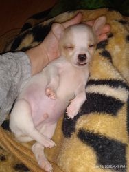 Chihuahua boy puppie 8 weeks old needs a good home I'm in Buena nj if