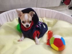 4 months chihuahua vaccinated puppy