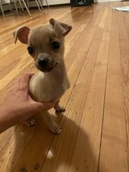 Teacup chihuahua puppy for sale