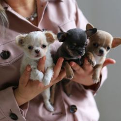 Healthy Home Raise Chihuahua Puppies