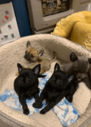 Chihuahua puppies forsale