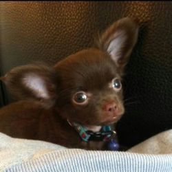 Looking for Chihuahua Puppy