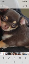 Chihuahua Apple Head puppy