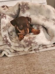 11 week old male chihuahua puppy