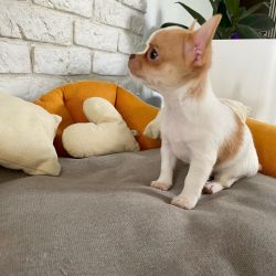 ADORABLE CHIHUAHUA PUPPY LOOKING FOR SWEET FAMILY HOME