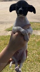 Chihuahua 16 week male puppy