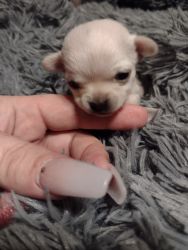 Chihuahua puppies ...call Selena xxx-xxx-xxxx