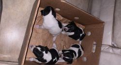 4 chihuahua terrier mix puppies