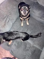 My past away fathers chihuahuas