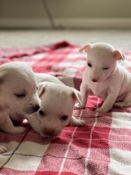 3 lil puppies