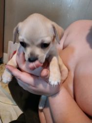 Chihuahua Terrier mix Puppies