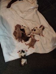 I have puppies for sale Chihuahuas u can reach me at xxxxxxxxxx
