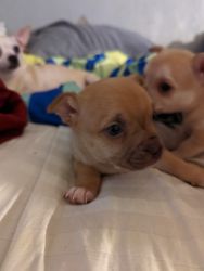 Cute Chihuahua puppies