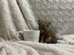 Tea cup chihuahua (fawn)