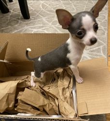 Rehoming 7 month old Chihuahua