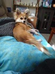 Great 1 1/2 year old female puppy long haired Chihuahua