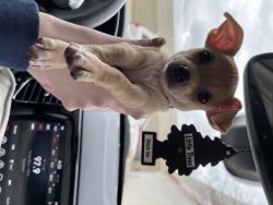 purebred Chihuahua
