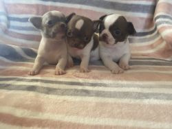 Chocolate and blue chihuahua puppies