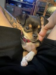 Hilo the Chihuahua