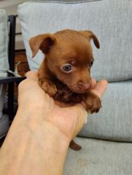 CKC Chihuahua puppies