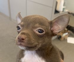 Rare Chocolate Chihuahua