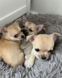 Stunning Chihuahua puppies now
